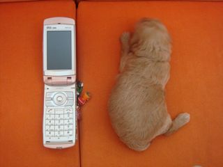 2009.1.15 仔犬たち_a0083571_17224618.jpg