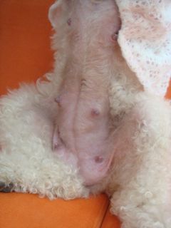 2009.1.15 仔犬たち_a0083571_17245065.jpg