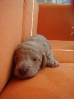 2009.1.15 仔犬たち_a0083571_172534100.jpg