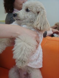 2009.1.15 仔犬たち_a0083571_17254529.jpg