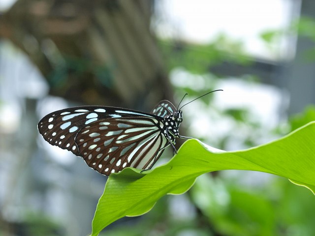 b0135573_15541158.jpg