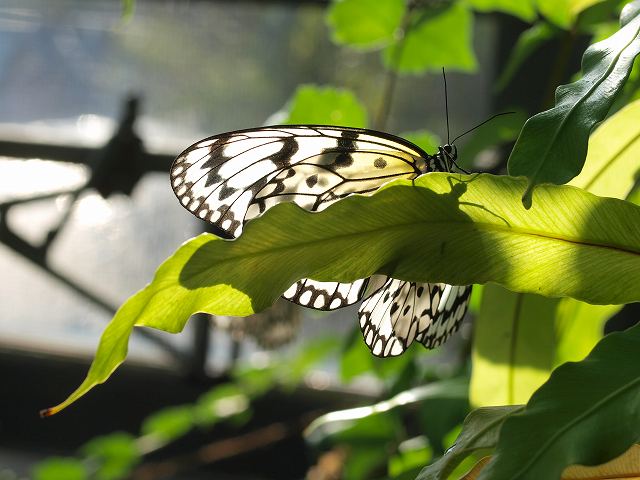 b0135573_155739100.jpg