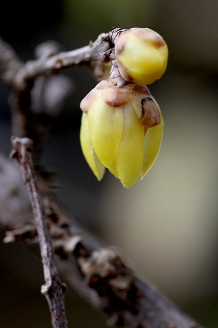 春の兆し　　　- 小石川植物園 -_b0067789_21434555.jpg