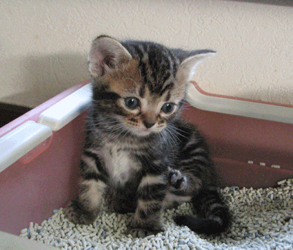 c0011300_16201313.gif