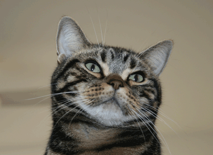 c0011300_16253423.gif