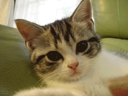 c0011300_1674982.gif