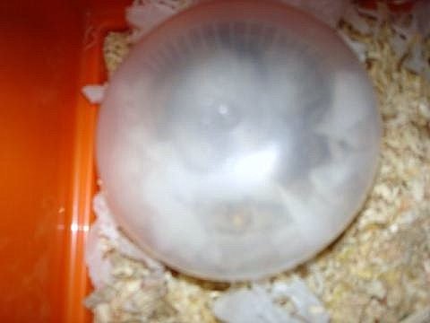 水饅頭になったゴマたん （Criceto）_d0006400_0124593.jpg