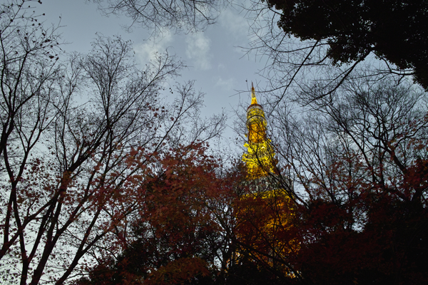 16 Jan 09  夕方の芝公園で、フラッシュ併用で手持ち撮影を楽しんだよ_b0137311_23461874.jpg