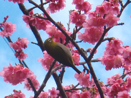 1月16日一日早い桜祭り♪_c0070933_22114614.jpg