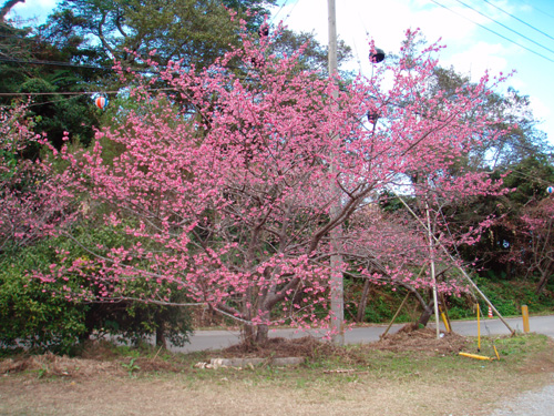 1月16日一日早い桜祭り♪_c0070933_22115739.jpg