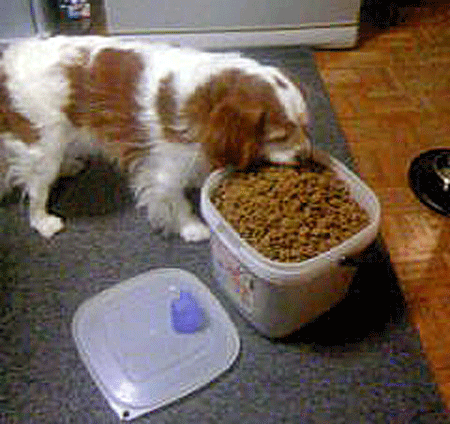 c0136838_22445778.gif