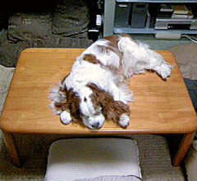 c0136838_22521476.gif