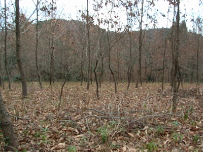 c0047341_827520.jpg