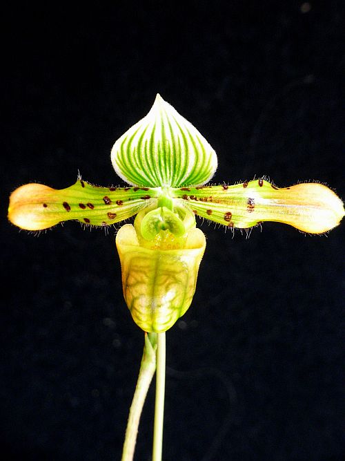 Paph.venustum_b0135345_2333211.jpg