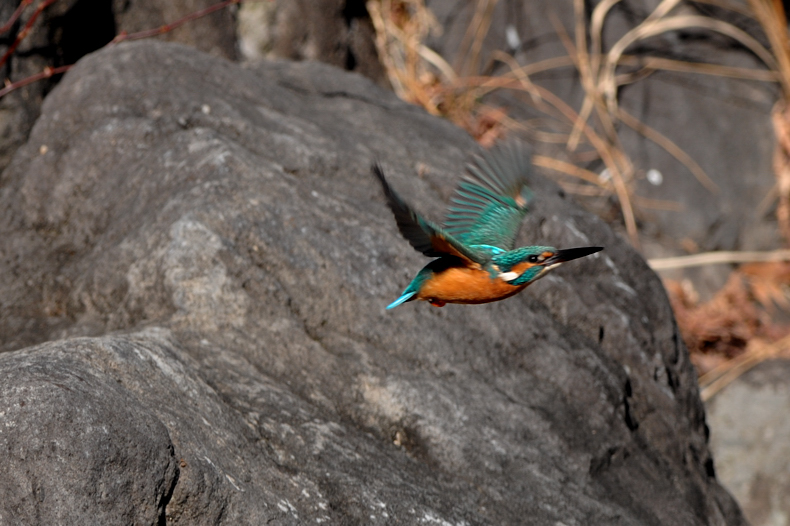 カワセミ_f0053272_8321719.jpg