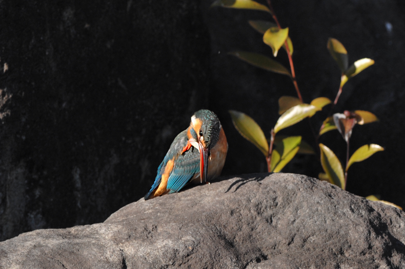 カワセミ_f0053272_847837.jpg