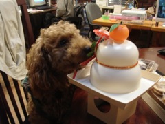 2009年1月14日 まだ今年になって2週間 _b0098584_117227.jpg