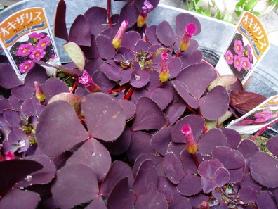 oxalis_d0104091_13565290.jpg