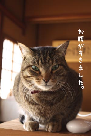 ネコはお腹がすくと 目がすわる ネコが元気をつれてくる ネコはお腹がすくと 目がすわる ネコが元気をつれてくる