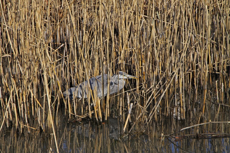 早春の野鳥_f0173817_20153818.jpg