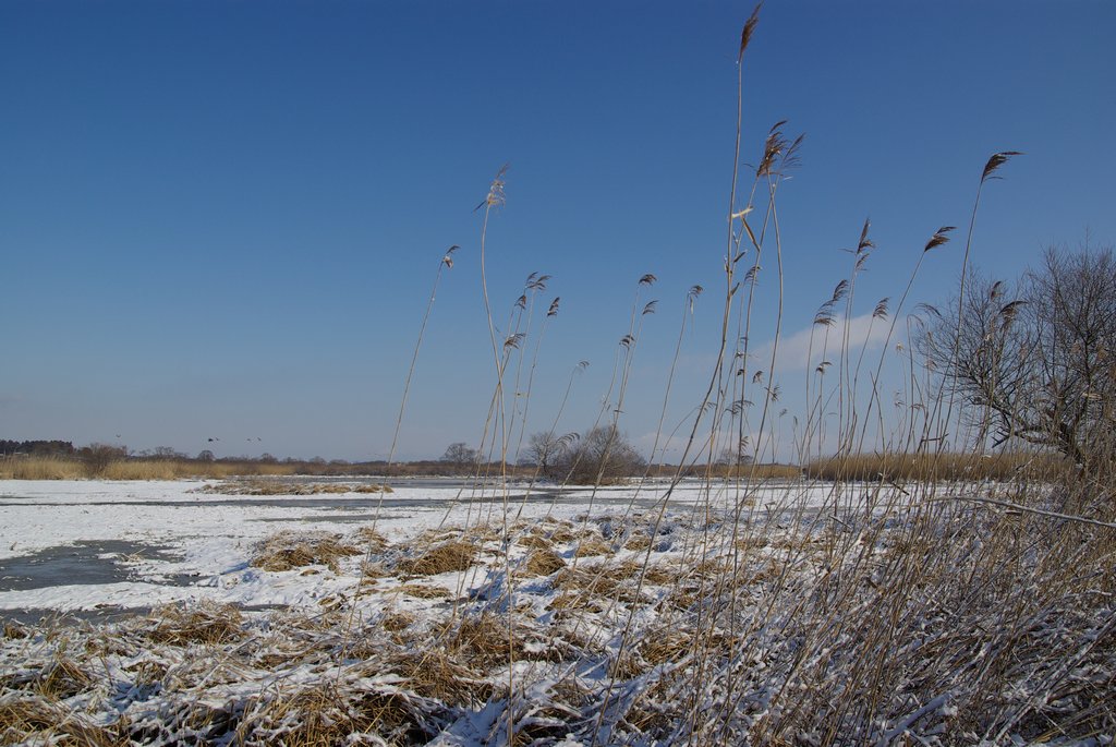 蕪栗沼　2009年1月17日　その１_f0148627_2245261.jpg