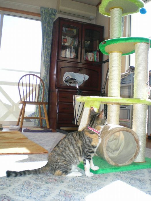 2009年1月17日(土)心ちゃん、夢中で遊ぶ!_f0060461_10581756.jpg