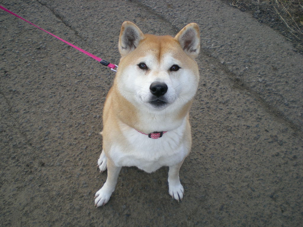 2009年1月17日(土)心ちゃん、夢中で遊ぶ!_f0060461_11112656.jpg