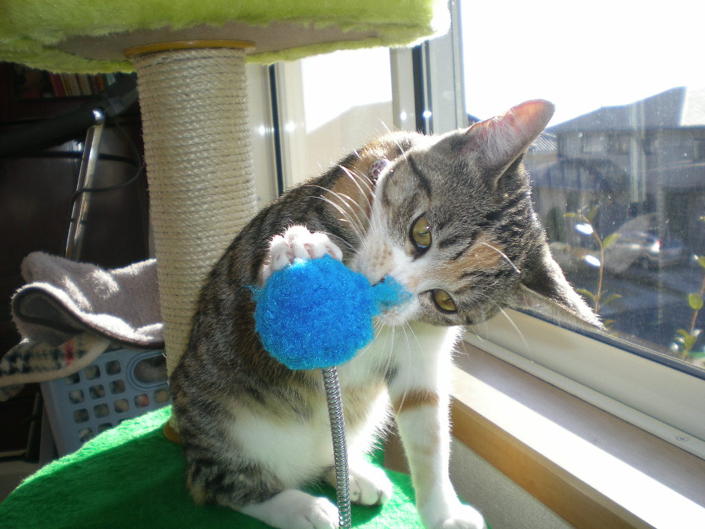 2009年1月17日(土)心ちゃん、夢中で遊ぶ!_f0060461_115432.jpg