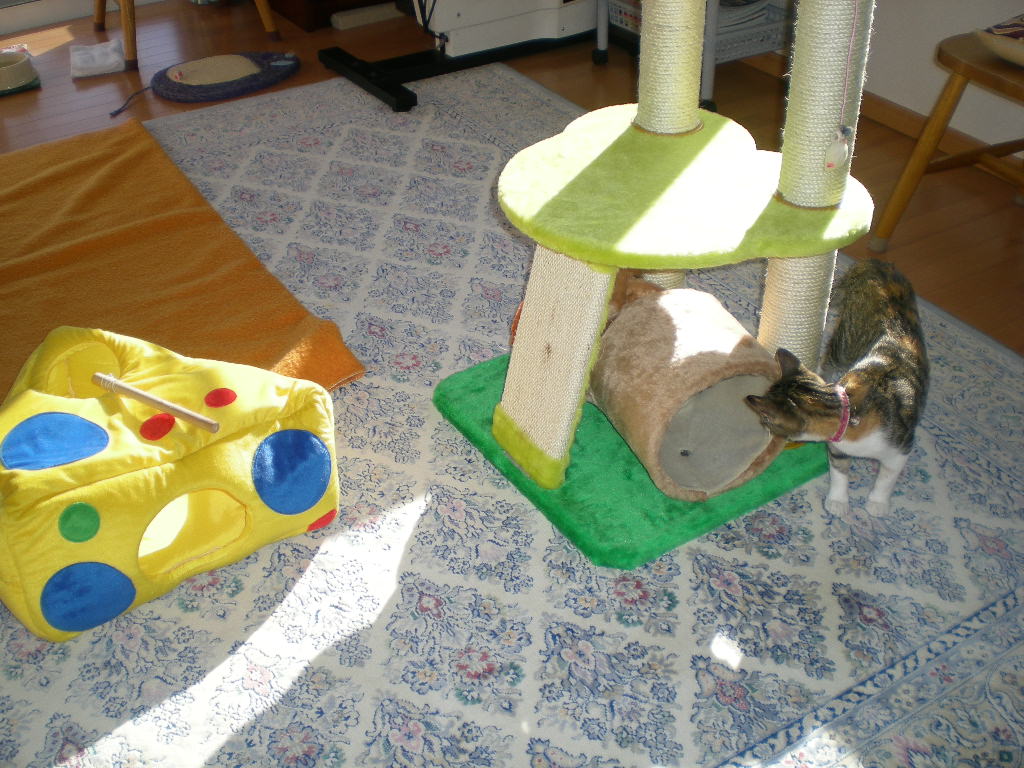 2009年1月17日(土)心ちゃん、夢中で遊ぶ!_f0060461_1155469.jpg
