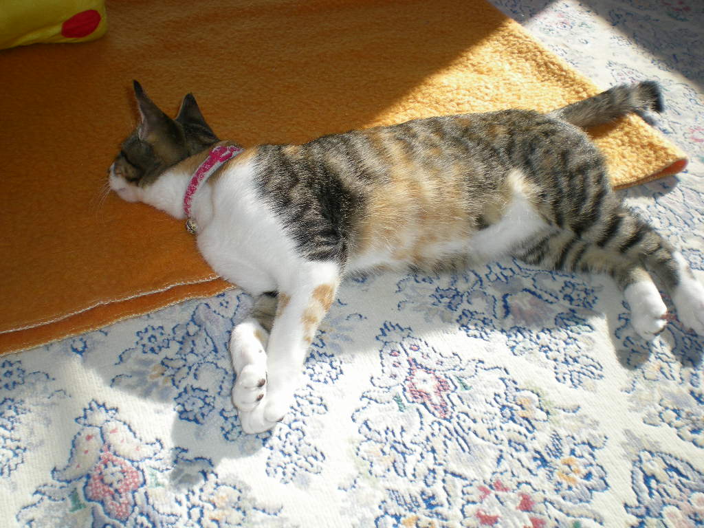 2009年1月17日(土)心ちゃん、夢中で遊ぶ!_f0060461_1195759.jpg