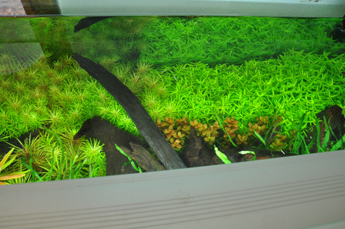 やっぱり駄目タイプのアマゾニアでした 泣 Aqualiving やっぱり駄目タイプのアマゾニアでした 泣 Aqualiving