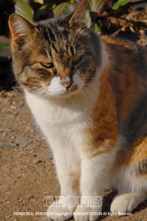 三毛猫のミケ_b0007284_12272350.jpg