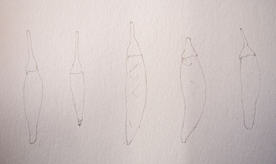 唐辛子を描く_f0043592_9483615.jpg