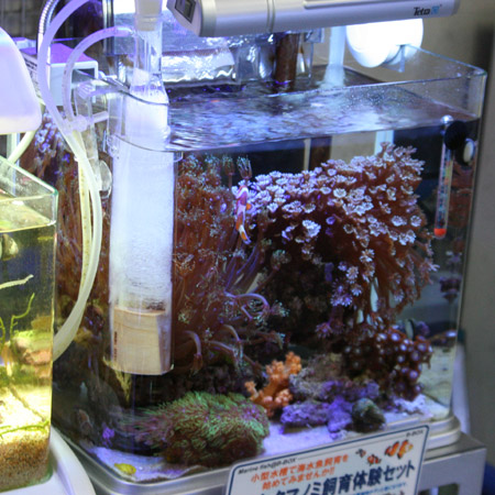 日曜日の最中 ビーボックスアクアリウム 海水魚 サンゴ情報