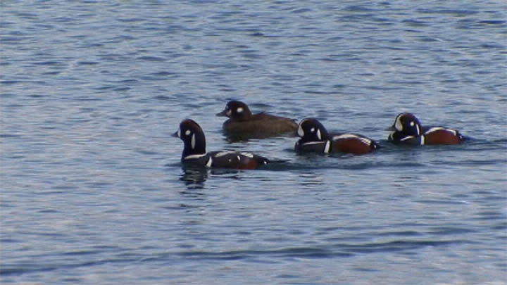 シノリガモ　Harlequin Duck  　1min. movie_e0039759_2131579.jpg