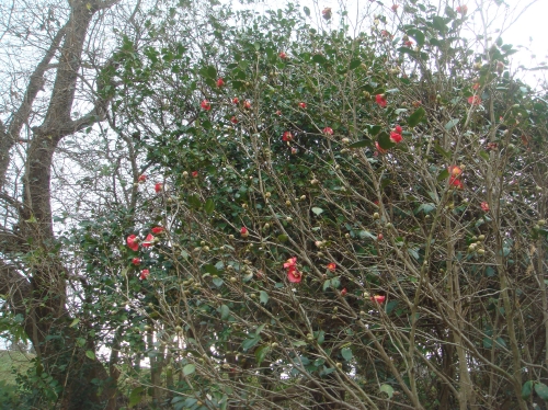 c0108460_15173290.jpg