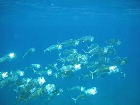 c0180460_148688.jpg