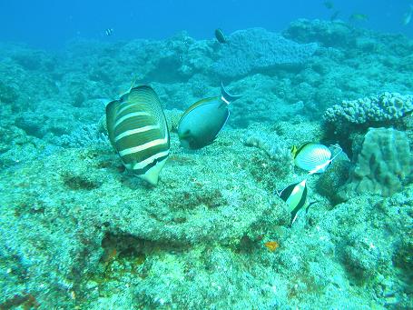 c0180460_1531614.jpg
