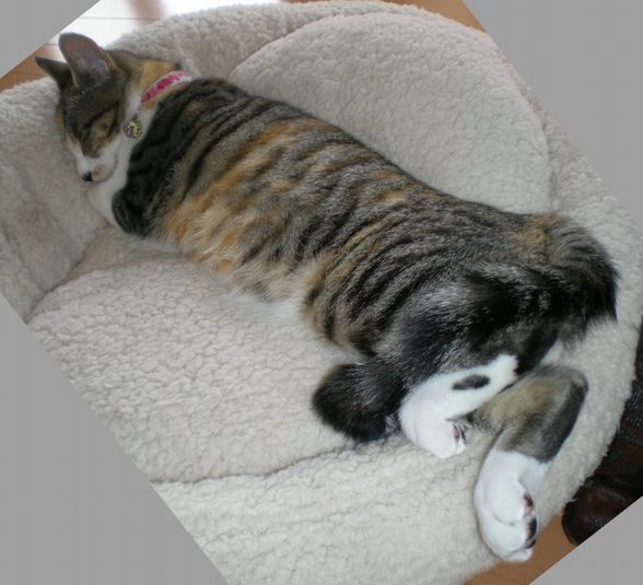 2009年1月18日(日)朝のバトル!_f0060461_2085286.jpg