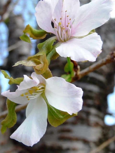 平城宮跡の秋に桜_d0042474_14315787.jpg