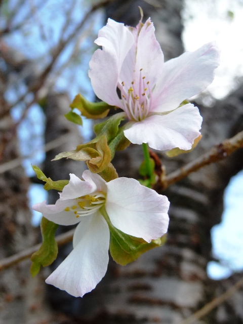 平城宮跡の秋に桜_d0042474_14323188.jpg