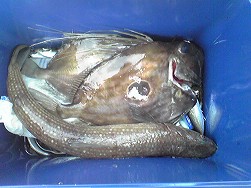三崎港でエソ釣り 底物の部屋 釣り 魚ネタ館 三崎港でエソ釣り 底物の部屋 釣り 魚ネタ館