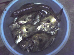 三崎港でエソ釣り 底物の部屋 釣り 魚ネタ館 三崎港でエソ釣り 底物の部屋 釣り 魚ネタ館