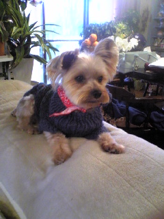 Sweaters for angels - 天使たちのセーター -_f0186787_22433463.jpg