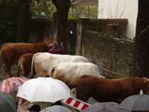小さな村にて~動物達の祝福式_f0106597_23564662.jpg