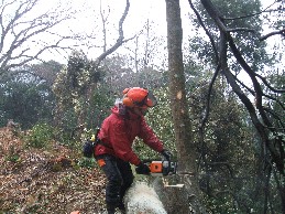 こうち森林救援隊特別活動(筆山公園整備作業)_e0138321_20231826.jpg