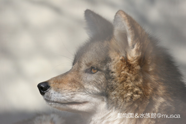横顔比較 蔵出し写真館 横顔比較 蔵出し写真館