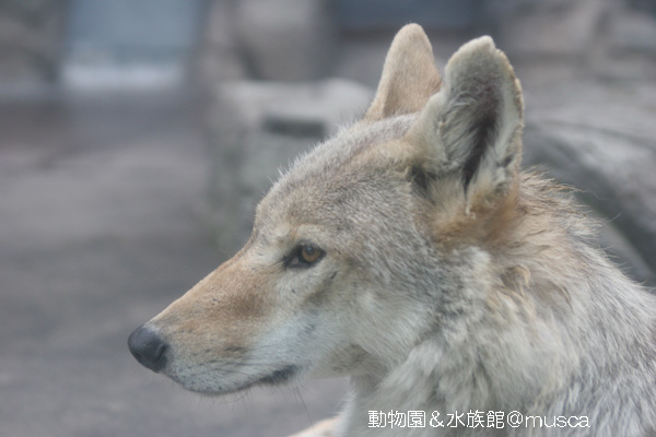 横顔比較 蔵出し写真館