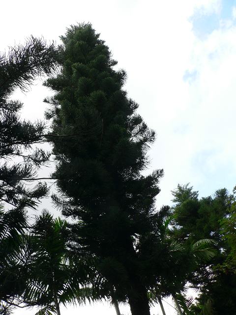 島南洋杉 シマナンヨウスギ 花の仲間調べ