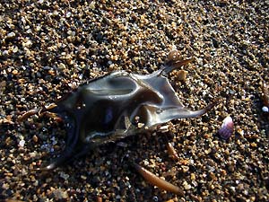 人魚の財布 Beachcomber S Logbook 人魚の財布 Beachcomber S Logbook